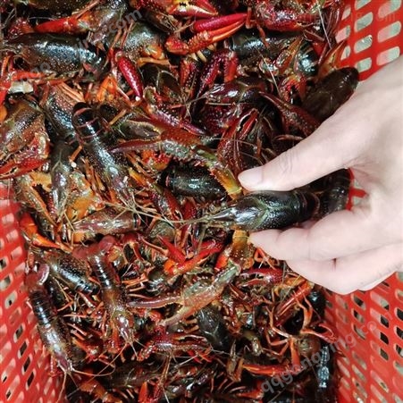 江苏大红虾批发7到9钱大红虾2021年11月小龙虾批发价36元每斤