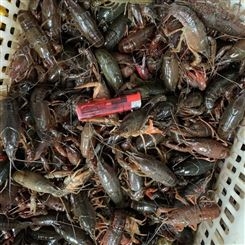 潜江小龙虾淡水养殖稻田虾50斤起批各种规格产地直发