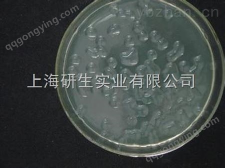 东方龙细菌传代方法
