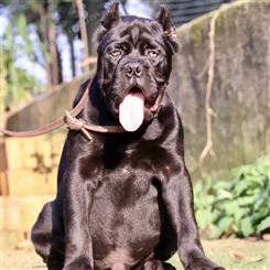 改良双血统卡斯罗幼犬 大型成年护卫犬 互动性强 性情勇猛