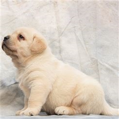 拉布拉多犬 双血统导盲犬幼犬 散养成年宠物犬 温和忠诚