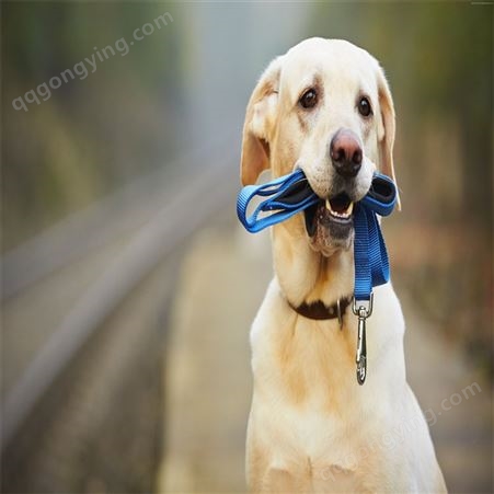 拉布拉多犬 双血统导盲犬幼犬 散养成年宠物犬 温和忠诚