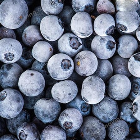蓝莓批发 冷冻 新鲜水果 健康美味 果汁果酱供应 脱水蔬菜加工