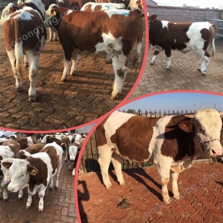 富翔牧业 600多斤 西门塔尔二岁母牛 可技术跟踪服务