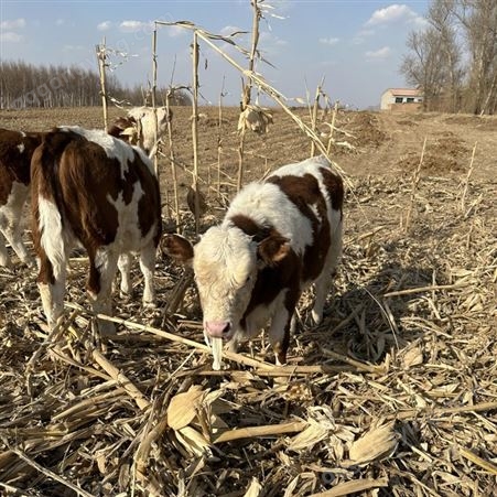 内蒙古草原牛 西门塔尔小母牛苗 六个月的价钱 采食能力强