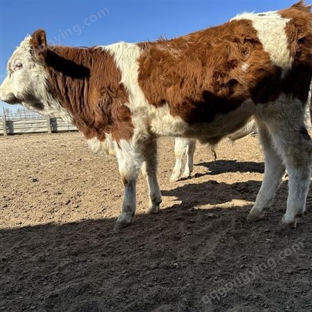 内蒙古富翔牧业 西门塔尔二岁母牛斤 300至400斤价格 纯草原牛