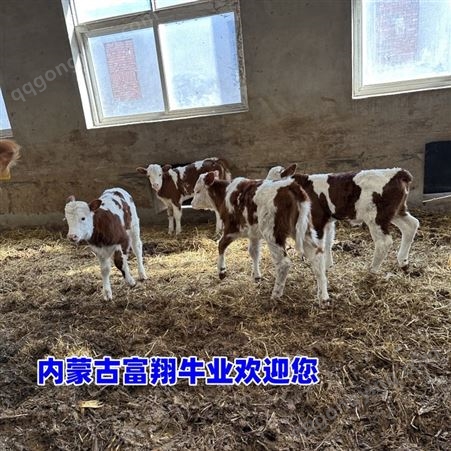 内蒙古草原牛 西门塔尔小母牛苗 六个月的价钱 采食能力强