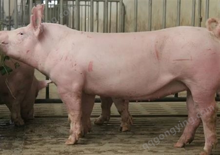 英系大白母猪猪场报价 大白母猪关于价格 附近种猪厂家