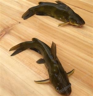 淡水黄骨鱼苗 养殖黄沙古苗 顺富 体表光滑 鳍无残缺 强化培育