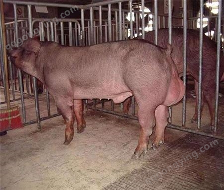 铜陵四蹄白太湖母猪厂家定制 太湖母猪双脊大腚 50斤到200顺富种猪