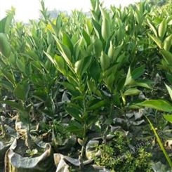 达林园林 沃柑苗 根系发达 可传授种植技术
