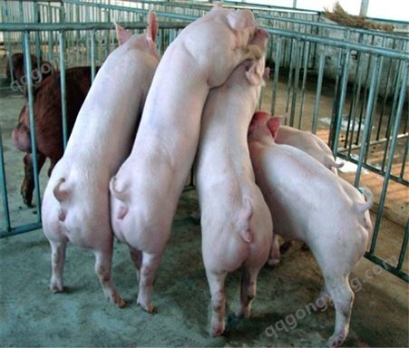 英系大白母猪猪场报价 大白母猪关于价格 附近种猪厂家