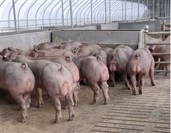 了解一下新美系杜洛克公猪 好饲养的杜洛克种猪出售