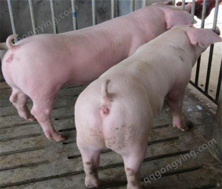 铜陵四蹄白太湖母猪厂家定制 太湖母猪双脊大腚 50斤到200顺富种猪