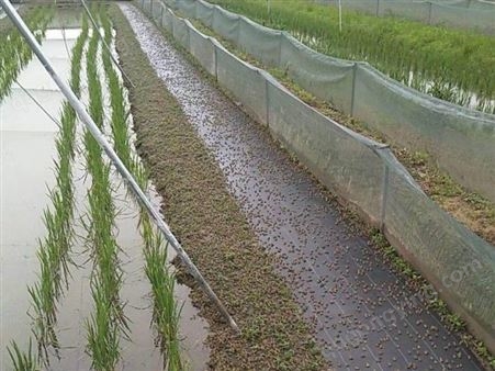 稻田养殖青蛙 青蛙养殖效益供应青蛙种苗 提供养殖技术