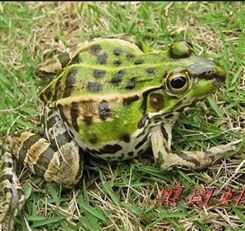 养殖青蛙效益 青蛙蝌蚪卵块 技术服务包销售 鲜活青蛙直供