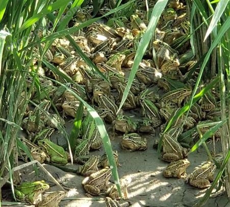 稻田养殖青蛙 青蛙养殖效益供应青蛙种苗 提供养殖技术