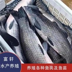 北京朝阳区青鱼出售  提供青鱼鱼苗  青鱼生产  轩富水产批发