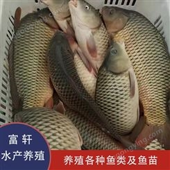 人工养殖框鲤鱼 种类齐全 框鲤鱼批发 鱼苗出售 轩富水产量大从优