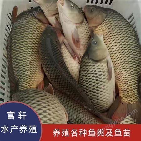 鱼苗人工养殖框鲤鱼 种类齐全 框鲤鱼批发 鱼苗出售 轩富水产量大从优