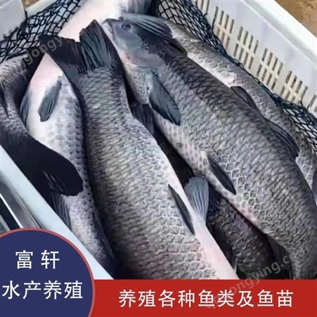 鲟鱼 淡水养殖鲟鱼 各种规格鲟鱼出售 轩富水产量大从优