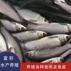 供应养殖草鱼 北京草鱼批发 淡水养殖鱼苗 种类齐全 养殖渔场直销
