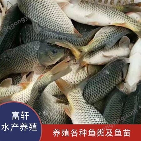 鲤鱼供应商家 鲤鱼鱼苗批发 禾花鲤鱼养殖 多种水产品种