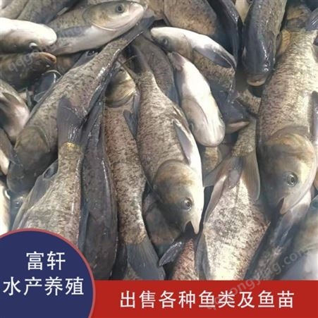 斑点叉尾鮰鱼 清江鱼苗 种类齐全 优品鱼苗供应商 轩富水产养殖