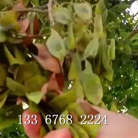 黄花梨种子培育方法 黄花梨树种子价格 黄花梨种子发芽 求购海南