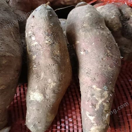 安 徽合 肥产地直发 红薯番薯地瓜 香甜软糯薯香浓郁