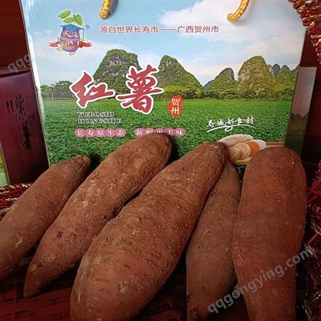 安 徽合 肥产地直发 红薯番薯地瓜 香甜软糯薯香浓郁