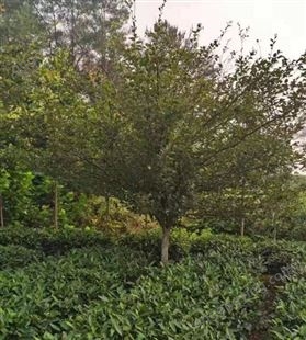 名川农业优质供应垂丝海棠 铁杆海棠花庭院风景98.6%树苗成活率