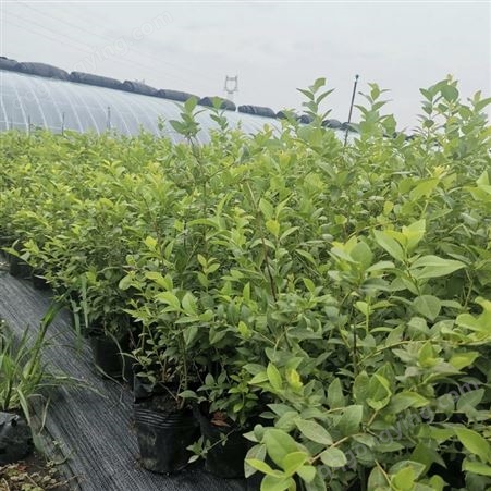 蓝莓百亩种植主产区 批发蓝莓树苗 蓝莓树苗价格