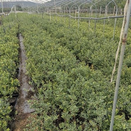 蓝莓百亩种植主产区 批发蓝莓树苗 蓝莓树苗价格