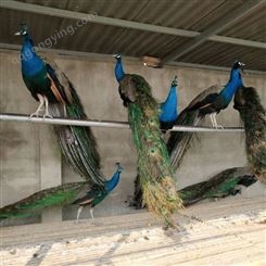 出售景区成年观赏活体蓝白孔雀 出栏商品脱温幼苗孵化养殖基地