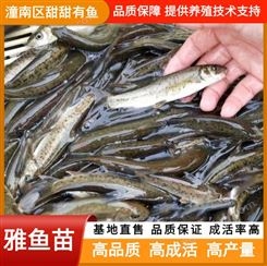 雅鱼苗 淡水苗种养殖基地供应 小鱼苗成品鱼多品类供应 甜甜有鱼