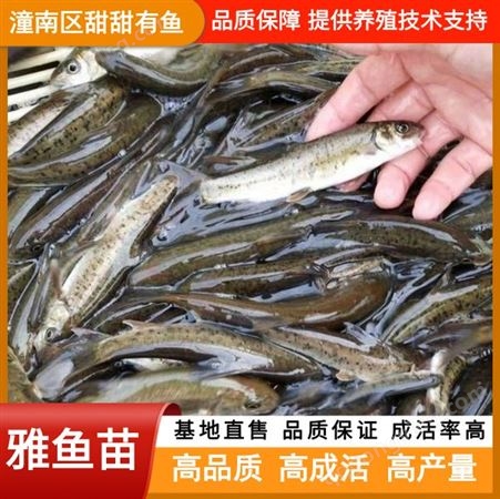 雅鱼苗 淡水苗种养殖基地供应 小鱼苗成品鱼多品类供应 甜甜有鱼