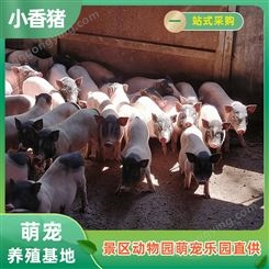 小香猪厂家 迷你猪大型养殖基地 观赏用巴马香猪 纵腾
