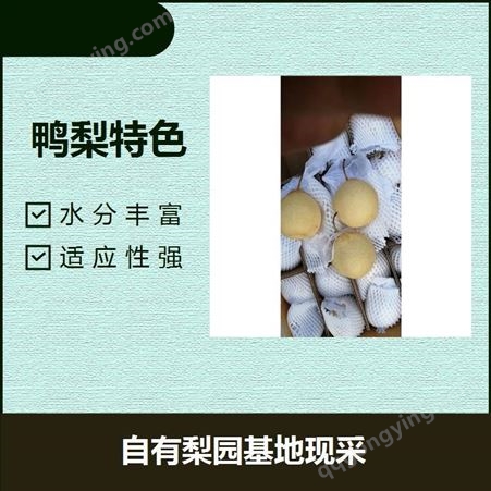 赵县鸭梨 果核小 可食率高 果胶含量很高 甘甜多汁营养丰富