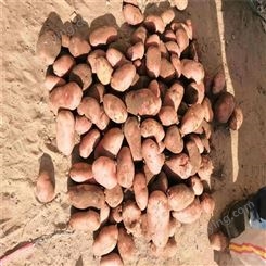 大土豆可作为食材用于电商售卖蔬菜产地供应