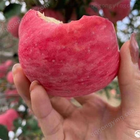 产地供应脆甜红富士苹果 价格实惠 山东红富士苹果大量出售 会升批发