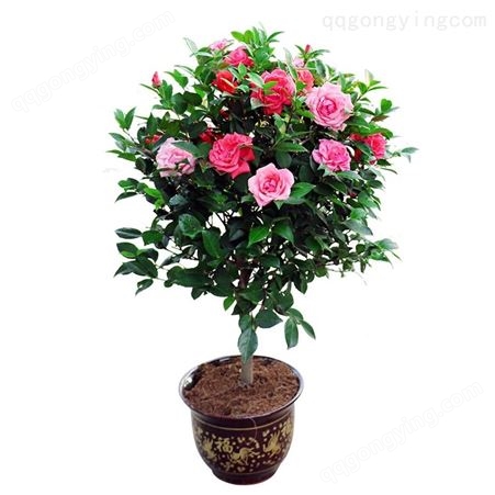 茶花盆栽带花苞四季树苗山茶花苗室内植物好养五色赤丹浓香型花卉