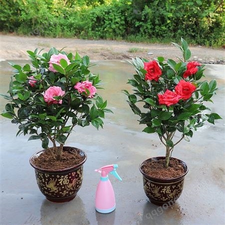 茶花盆栽带花苞四季树苗山茶花苗室内植物好养五色赤丹浓香型花卉