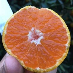 宜昌 蜜桔新鲜橘子青皮橘子无籽蜜桔3斤/5斤/9斤多规格